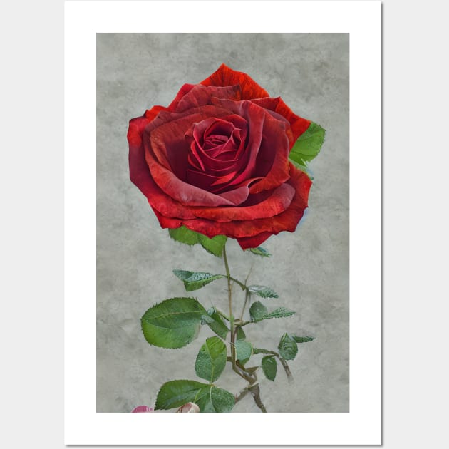 A beautiful single red rose, gift mugs, apparel, hoodies, t-shirts, shirts Wall Art by Goodies Galore